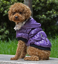 Fold three layer Gauze Belt Dog Coat Winter Pet Clothing Purple