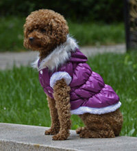 Fahion Plain Winter Dog Coat Puppy Clothing with Detachable Hat Purple