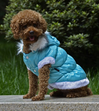 Fahion Plain Winter Dog Coat Puppy Clothing with Detachable Hat Blue