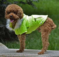 Fahion Plain Winter Dog Coat Puppy Clothing with Detachable Hat Green