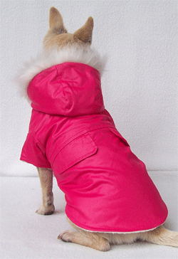 colorful dog coat A-powderblue